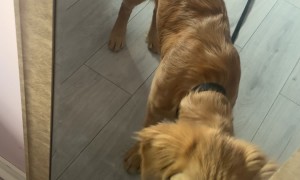 Golden Puppy Gives Reflection Friendly Boops