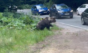 Car Purposely Tries to Hit a Bear
