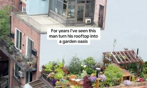 Man Turns NYC Rooftop Into Garden Oasis