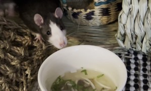 Grandma Makes Rats Homemade Pho Soup