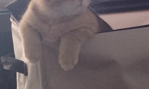 The One Orange Brain Cell Makes a Short Appearance