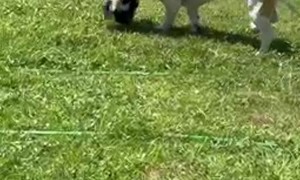 Cat? No, I Haven’t Seen the Cat.