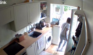 Dog Declares War on Garden Cat