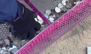 Profitable Beach Cleaning