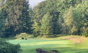 Bear Cub Playing With Golf Course Flag