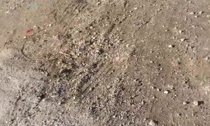 Dog Blocks Road for Treats