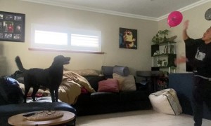 Playing Balloon Tennis With The Dog