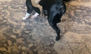 Boston Terrier Rides the Other in a Game of Keep Away
