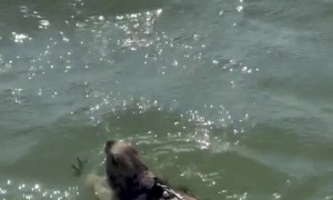 Prairie Dog Goes for a Swim