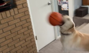 Air Bud Emery