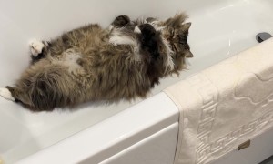 Don't Disturb Loki Sleeping in the Tub