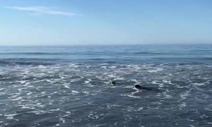 Dog Meets a Seal at the Beach