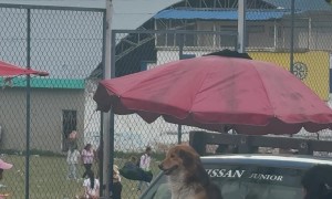 Dog Sits on a Moving Car