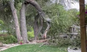 Huge Tree Falls in Utah Backyard