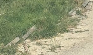 Bunny and Magpie Meet and Greet