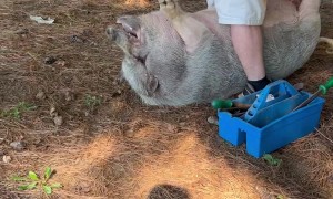 Hank Got a Pedicure Today