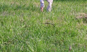 Peter the Rooster Runs in His Pants