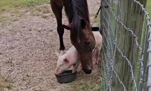 Horse vs Piglet at the Food Bowl