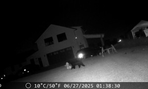 Mama Bear Steals Dog’s Stuffed Monkey