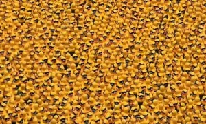 The Chicago Ducky Derby 2025