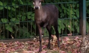 Tufted Deer Makes an Adorable Attempt at Intimidation