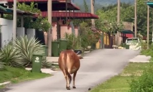 A Cow and a Bird Walking Together