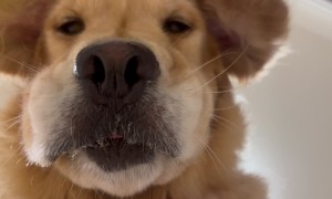 POV You're a Dog Treat And There's A Golden Retriever