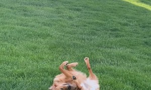 Somersaulting Golden Retriever