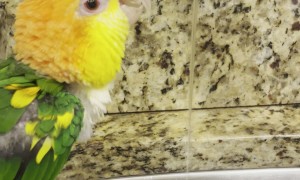 Caique Prefers Fresh Drinks