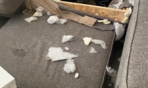 Dog Caught With Paw Print on Destroyed Couch