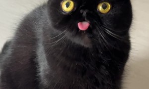 Totoro Doesn't Know His Tongue is Out