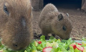 Baby Capy Enjoying Breakfast