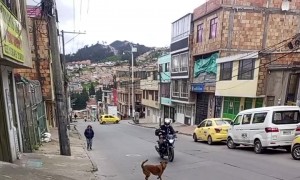 Barking Dog Spins For Passing Motorist