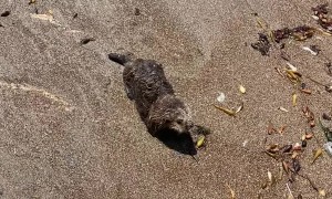 Baby Otter Found on the Central Coast