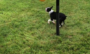 Boston Terrier Loves Playing Tetherball