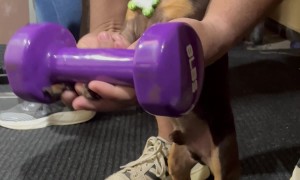 Chihuahua Is A Gym Rat