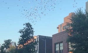 Herding the Pigeon Hurricane in Brooklyn
