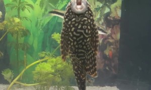 Pleco Fish Mimics Opera Singer