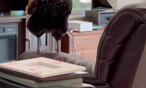 Grieving Rooster Looks for Grandma