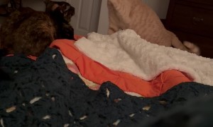 Gentle Baps Between Lazy Cats