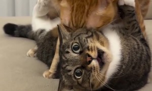 Vocal Cat Wrestling Match