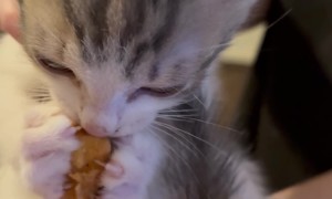 Cute Kitten Eating Chicken Nugget