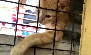 Cat Envies Fried Chicken