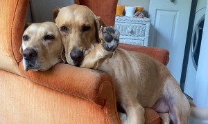 When There's 3 of Us but Only 2 Cozy Chairs