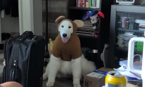 He Was Supposed to Be a Bear