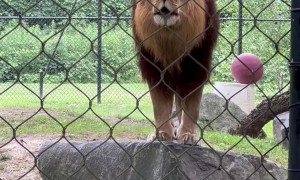Lion Loudly Roars at Zoo Crowd