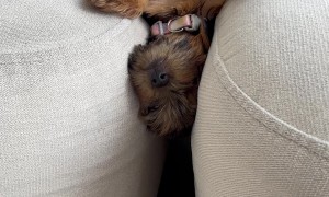 Yorkie Puppy Falls Asleep In Couch Trap