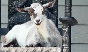 Goats Relax In Front Porch Rocking Chairs