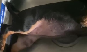 Defrosting a Burnt Hot Dog