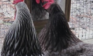 Chicken Admires Herself In Mirror